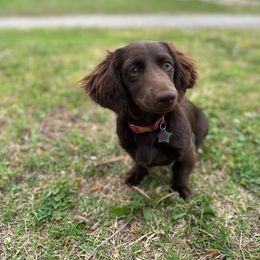 Piper - Dachshund