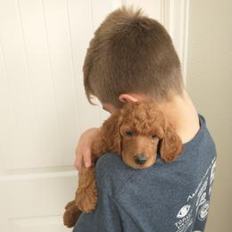 Poodle Puppies from R-Family Red Standard Poodles
