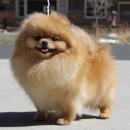 Kennedy - Pomeranian
