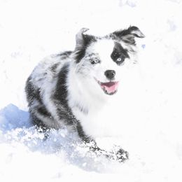 Eve - Miniature Australian Shepherd