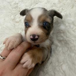 Bubbles - Blue merle female Miniature Australian Shepherd puppy in Greenville, Ohio from Arnold’s Aussies
