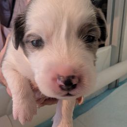 Cupid - Blue merle male Toy Australian Shepherd puppy in Lakeland, Florida from Alexandra's Toy Aussies