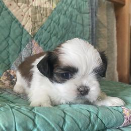 Michael - Brindle and white male Shih Tzu puppy in Jasper, Georgia from Tiny Bubbles Shih Tzus