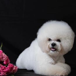 Bichon Frise puppies from Top Shepherd - Snow Angels Bichon Frisé, Maltise, toy Poodles.