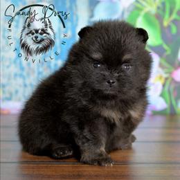 Bryson - Black and tan male Pomeranian puppy in Fultonville, New York from Sandy Aussies & Pomeranians