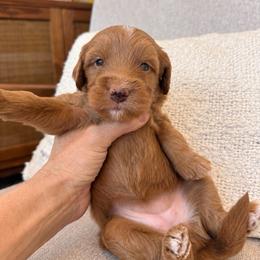 Gwen - Red  female Goldendoodle puppy in Gilbert, Arizona from Doodle Bliss