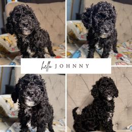 Johnny - Black and white male Aussiedoodle puppy in North Olmsted, Ohio from Iron Doodles