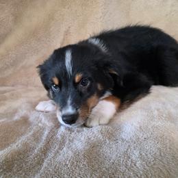 Yale - Black tri male Miniature Australian Shepherd puppy in Copperas Cove, Texas from Hidden Leaf Aussies