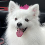 Marley - American Eskimo Dog