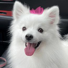 Marley - American Eskimo Dog