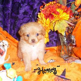 Honey - Orange female Pomeranian puppy in Woonsocket, Rhode Island from Walnut Grove Cavaliers
