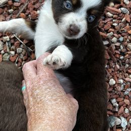 Miniature Australian Shepherd and Toy Australian Shepherd Puppies from Ramblin’ Rose Aussies