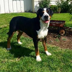 Greater Swiss Mountain Dog All Grown Up from Silver Oak Swissies
