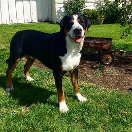 Greater Swiss Mountain Dog All Grown Up from Silver Oak Swissies