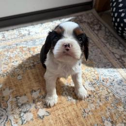 Tri Boy 3 - Tri-color male Cavalier King Charles Spaniel puppy in Raymondville, Missouri from Puppy PlayPen