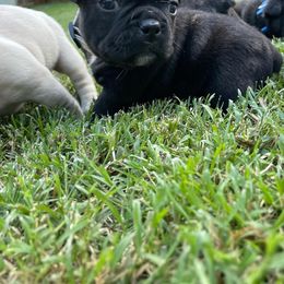 French Bulldog Puppies from Jackie’s French Bulldog’s