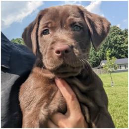 Goldendoodle, Labradoodle, Labrador Retriever, Poodle, and Sheepadoodle Puppies from Apple Creek Doodles