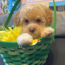 Riley - Apricot male Poodle puppy in Warren, Michigan from Annette Patterson