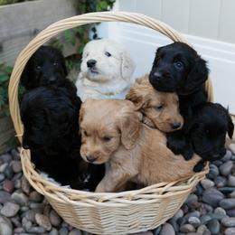 Goldendoodle puppies from Golden Padawan Puppies
