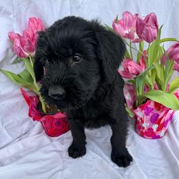 Green - Black Giant Schnauzer puppy in Missouri from Jotunn Kennels