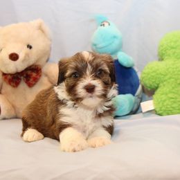 AKC Male 5 - Chocolate sable male Havanese puppy in South Carolina from Premier Havanese Dogs