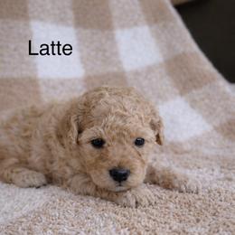 Latte - Yellow and white female Bernedoodle puppy in Gilbert, Arizona from LittleLegacyDoodles