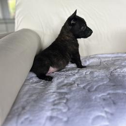 Dutch Shepherd Puppies from TecK9s