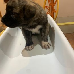 Brindle Boy - Anatolian Shepherd Dog puppy in Berkeley County, West Virginia from Reich Anatolians and Friends