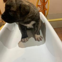 Brindle Boy - Anatolian Shepherd Dog puppy in Berkeley County, West Virginia from Reich Anatolians and Friends