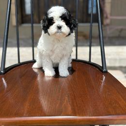 Girl 3 - Black and white female Assorted Doodle Crosses puppy in Lyman, Wyoming from Backcountry Doodles