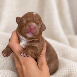 Laurel - Merle female Goldendoodle puppy in Millville, California from Hope Lane Kennels