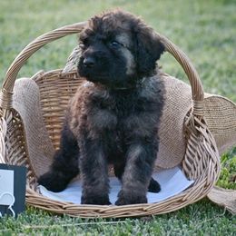 Poodle Puppies from Nay Design Poodles