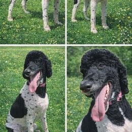 One Chance Fancy - Parti female Poodle puppy in Athens, Texas from Pruitt Family Kennels
