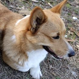 American Corgis and Pembroke Welsh Corgis from Melissa's Pembroke Welsh Corgis