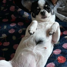 Susie - Chihuahua