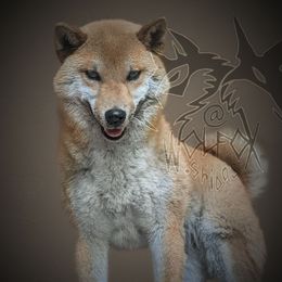 Juniper - Shiba Inu
