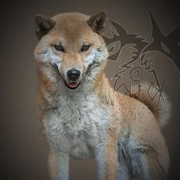 Juniper - Shiba Inu