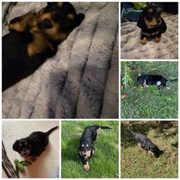 Dachshund Puppies from It's Mini Wieners Baby