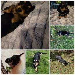 Dachshund Puppies from It's Mini Wieners Baby