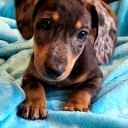 Dachshund Puppies from Tracy's Puppy Club