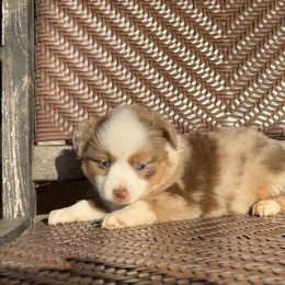 Rose - Red merle female Toy Australian Shepherd puppy in Troy, South Carolina from Stockman Farms