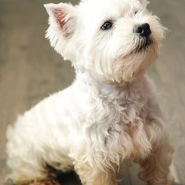 Teddy - West Highland White Terrier