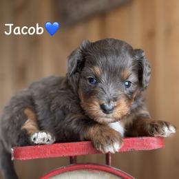Jacob - Blue merle male Aussiedoodle puppy in Lancaster, Minnesota from Finney Ranch