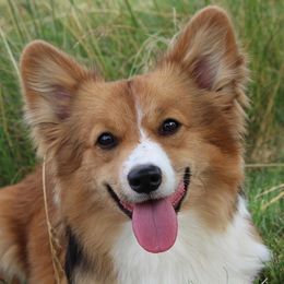 Mai - Pembroke Welsh Corgi