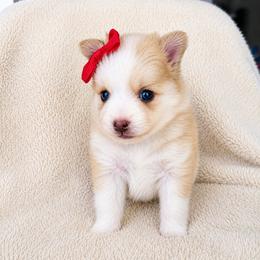 Tia - Red and white female Pomsky puppy in Grass Valley, California from Karalot Pomskies