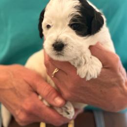 Boy 3 - male Australian Labradoodle puppy in Bend, Oregon from High Desert Labradoodles