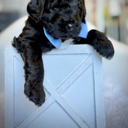 Light Blue Collar Boy - Black male Australian Labradoodle puppy in Wake Forest, North Carolina from Lucky Country Labradoodles