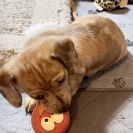 Buttercup - Cream female Dachshund puppy in Callahan, Florida from Faraway Farm Dachshunds