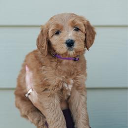 Purple collar - Jasmine - Red  female Goldendoodle puppy in Duncan, South Carolina from Abner Creek Poodles & Doodles