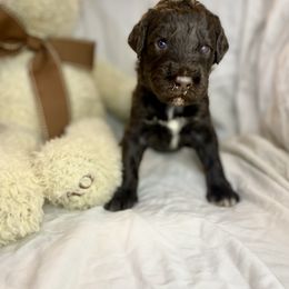 Labradoodle Puppies from Molly’s Doodles